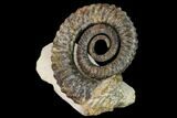Early Devonian Ammonite (Anetoceras) - Tazarine, Morocco #154697-1